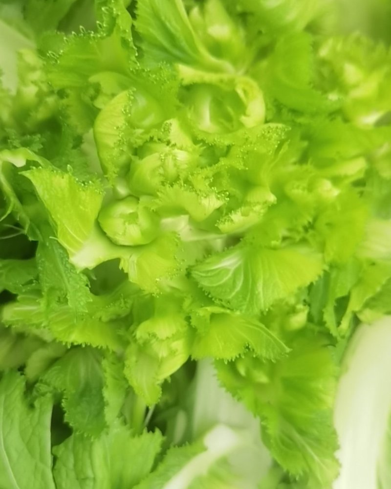 基地儿菜