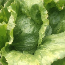 优质球生菜