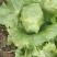 优质球生菜