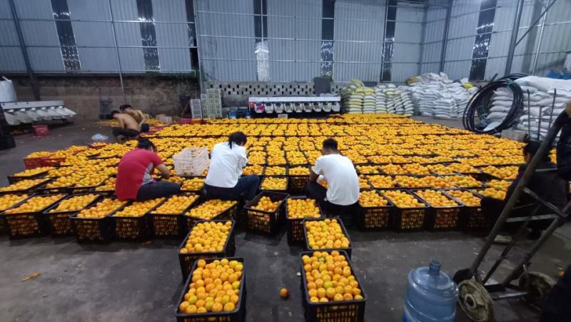 广西桂林市南丰蜜桔，沙糖桔，棉桔，大量上市，供应各种规格