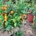 四季金桔大盆栽带果可食用过年货摆砂糖橘子树室内外门口观赏