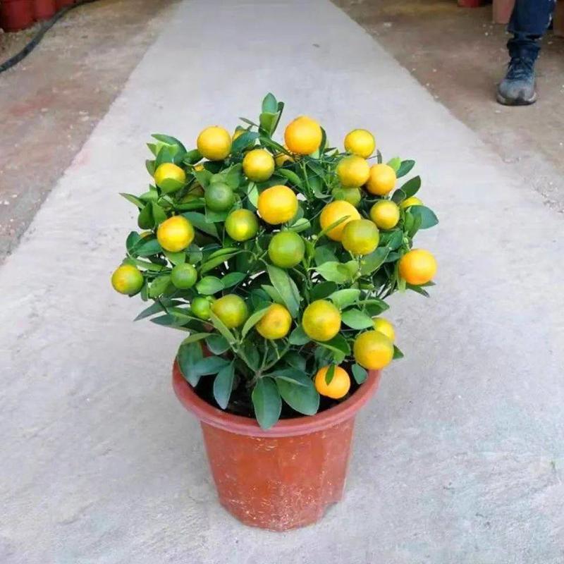 四季金桔大盆栽带果可食用过年货摆砂糖橘子树室内外门口观赏