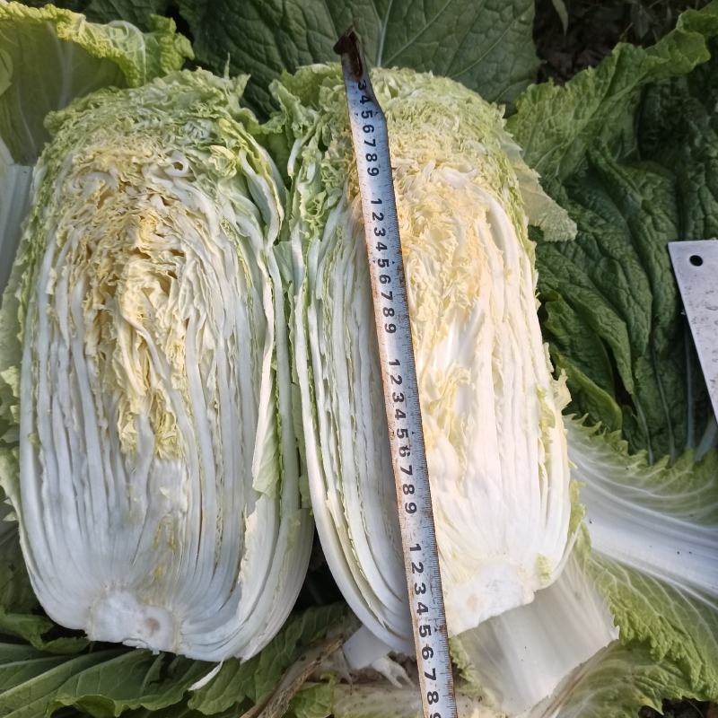 精品大白菜，保质保量，大量上市中，有需要的老板联系了