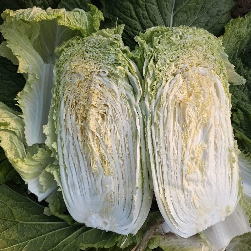 精品大白菜，保质保量，大量上市中，有需要的老板联系了