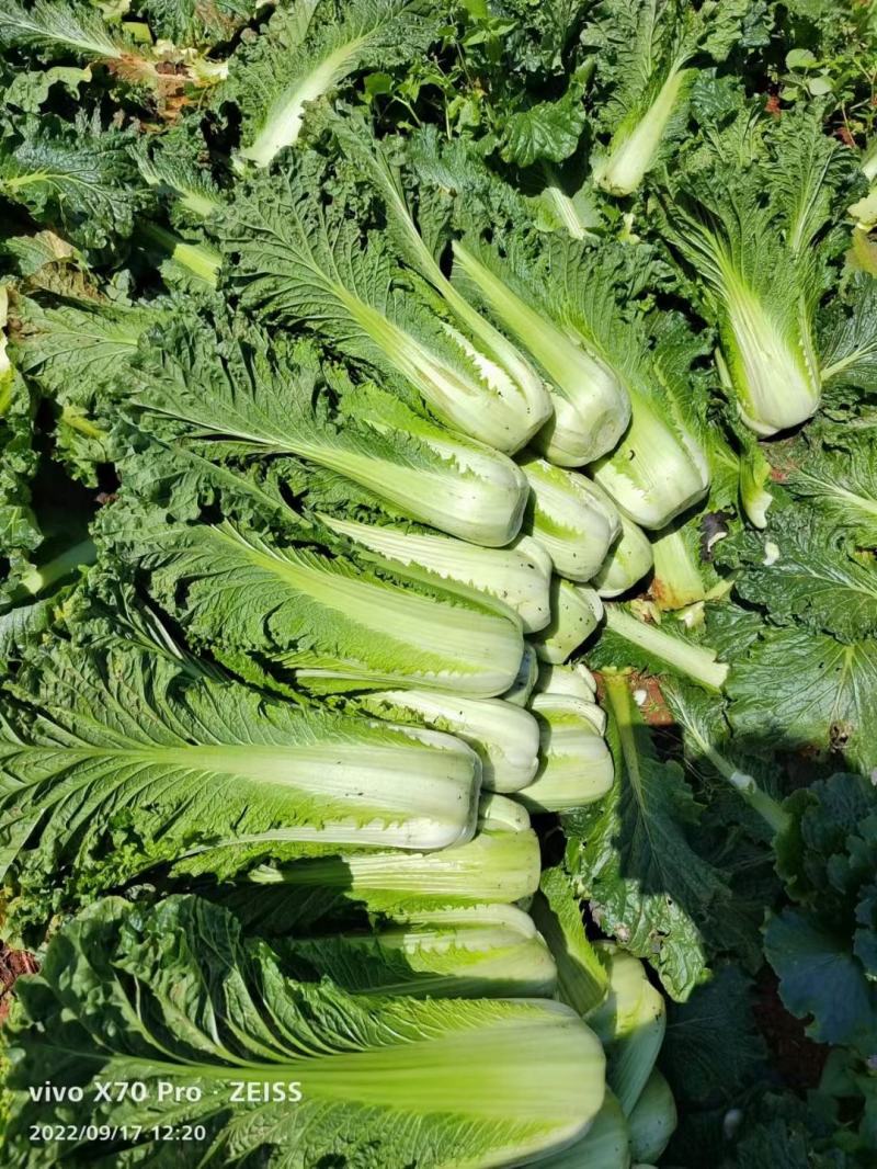 山地种植秋绿，麻叶青白菜，叶面清秀无虫眼无烧心