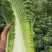 山地种植秋绿，麻叶青白菜，叶面清秀无虫眼无烧心