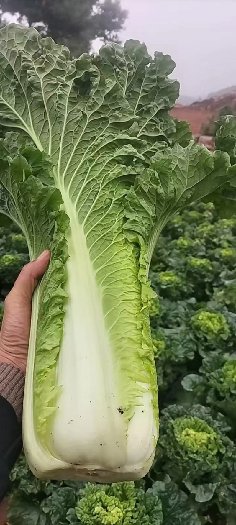 山地种植秋绿，麻叶青白菜，叶面清秀无虫眼无烧心