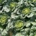 山地种植秋绿，麻叶青白菜，叶面清秀无虫眼无烧心