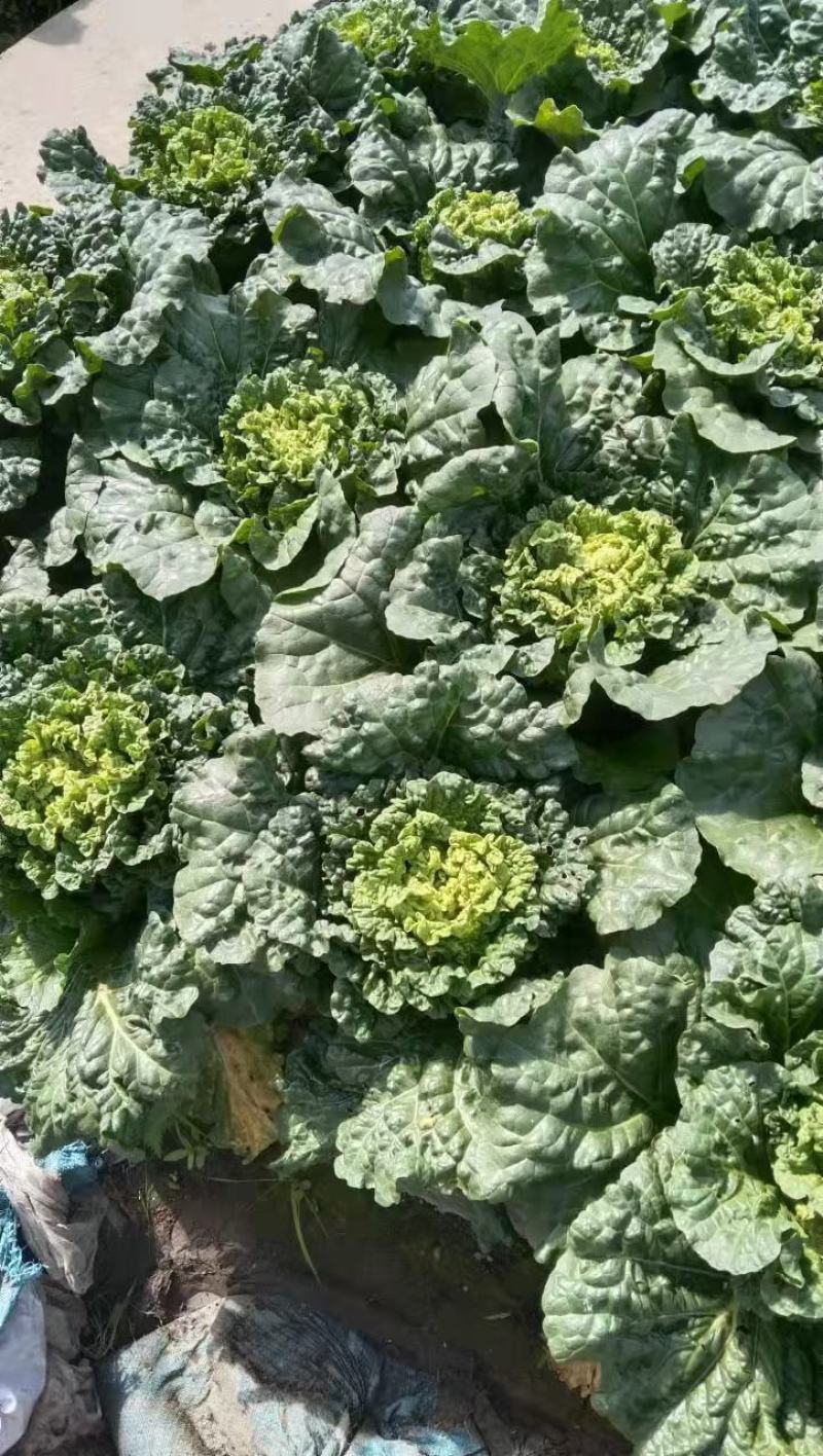 山地种植秋绿，麻叶青白菜，叶面清秀无虫眼无烧心