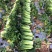山地种植秋绿，麻叶青白菜，叶面清秀无虫眼无烧心
