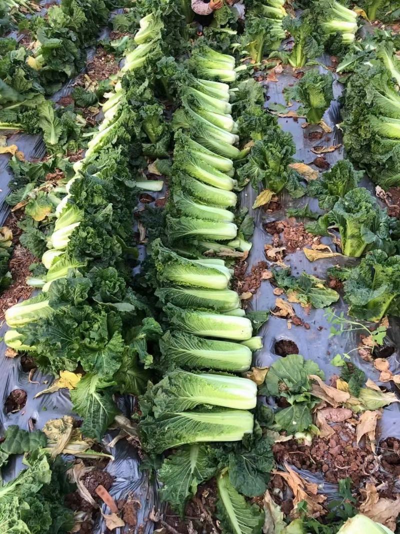 山地种植秋绿，麻叶青白菜，叶面清秀无虫眼无烧心