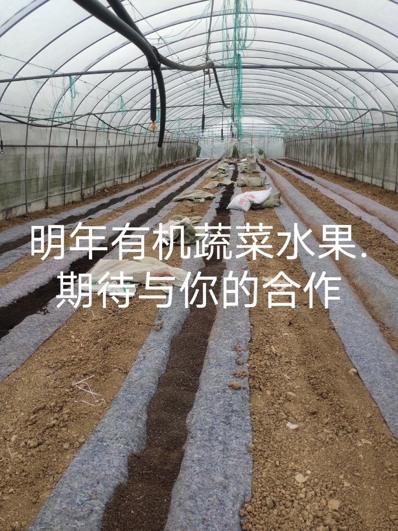 无土栽培有机肥无土栽培有机肥