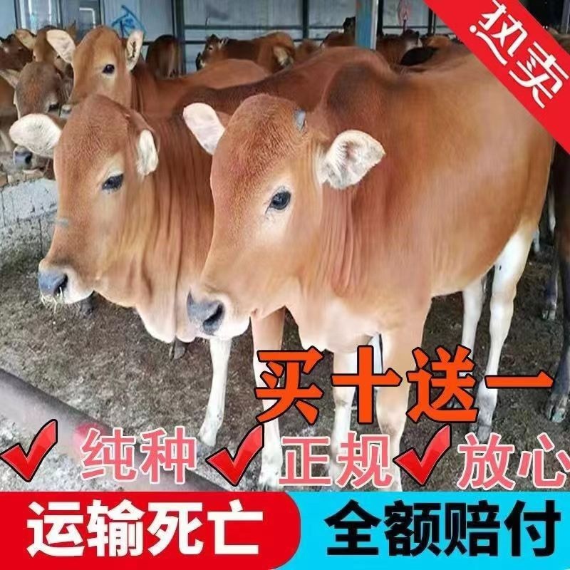 黄牛牛犊牛仔免费送货货到付款自由挑选