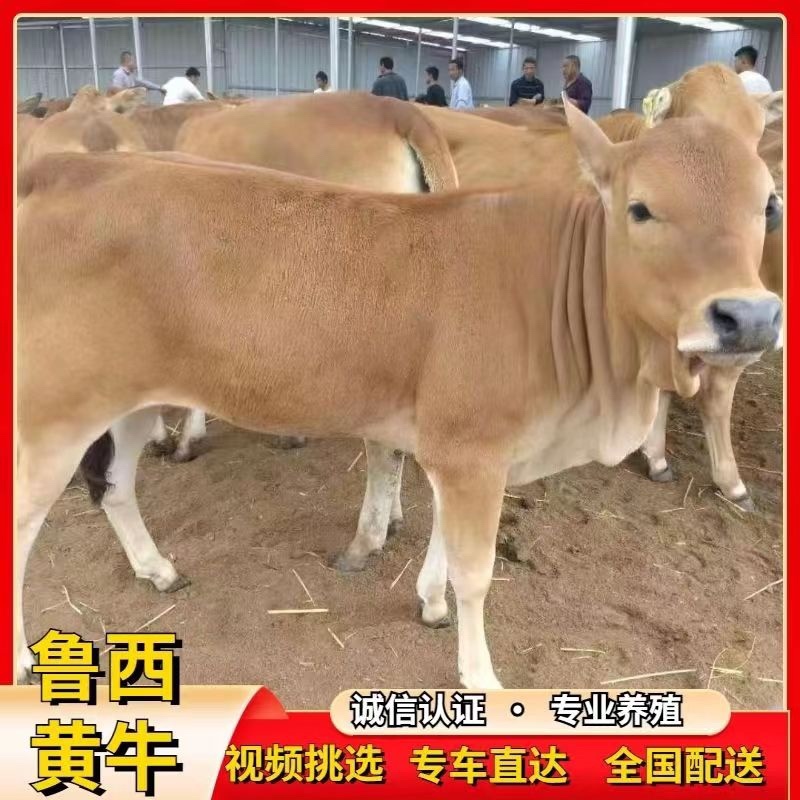 黄牛牛犊牛仔免费送货货到付款自由挑选