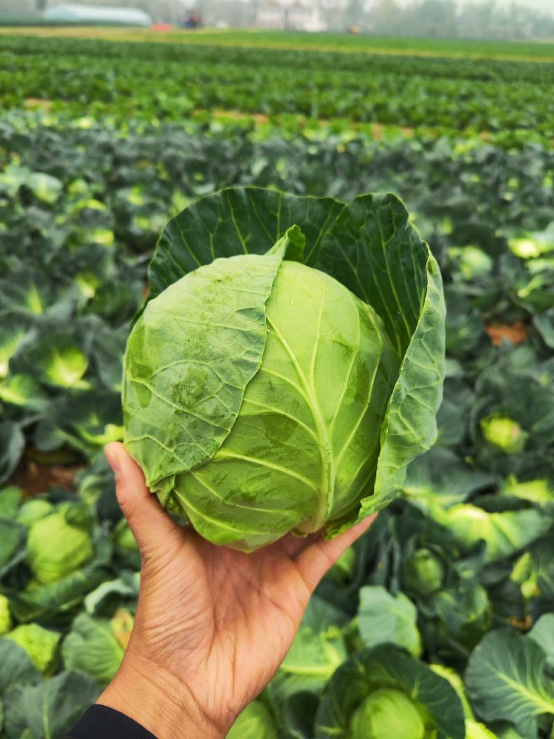 原产地优质小甘蓝大量上市，货源充足，价格美丽。