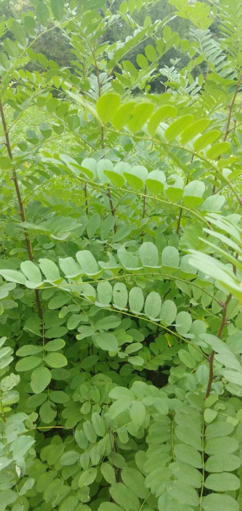 刺槐苗，一年生刺槐苗，基地直供，量大从优，发货快速。