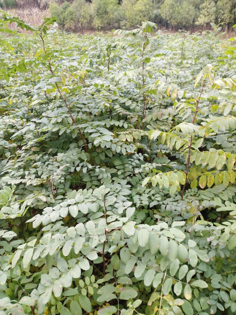 刺槐苗，一年生刺槐苗，基地直供，量大从优，发货快速。