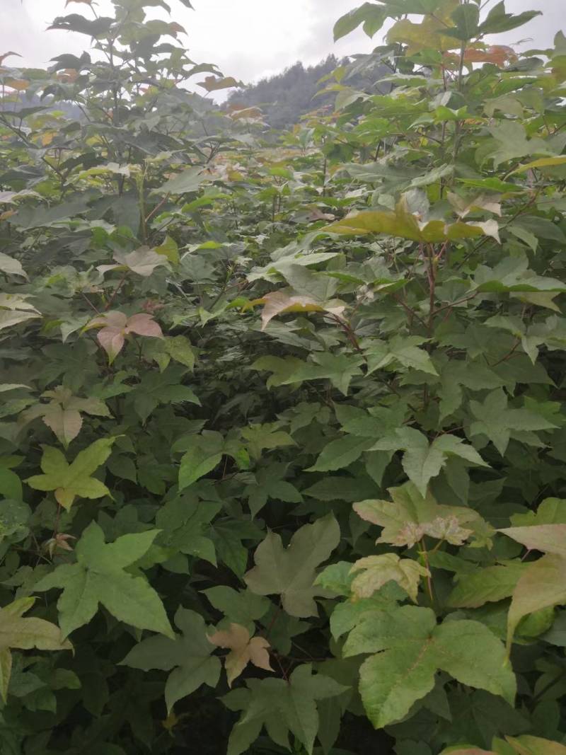 刺槐苗，一年生刺槐苗，基地直供，量大从优，发货快速。