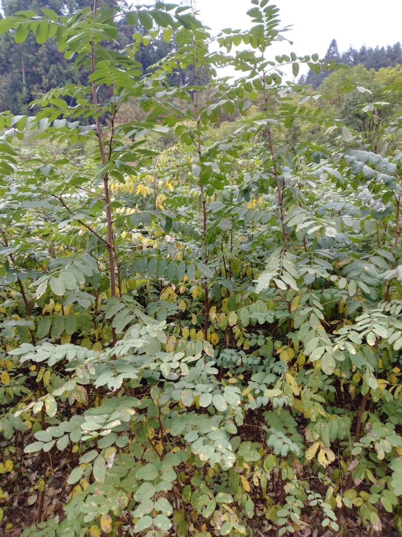 刺槐苗，一年生刺槐苗，基地直供，量大从优，发货快速。