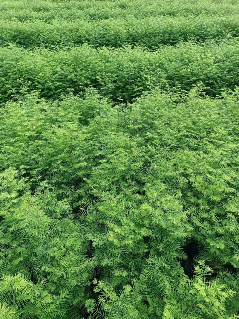 刺槐苗，一年生刺槐苗，基地直供，量大从优，发货快速。