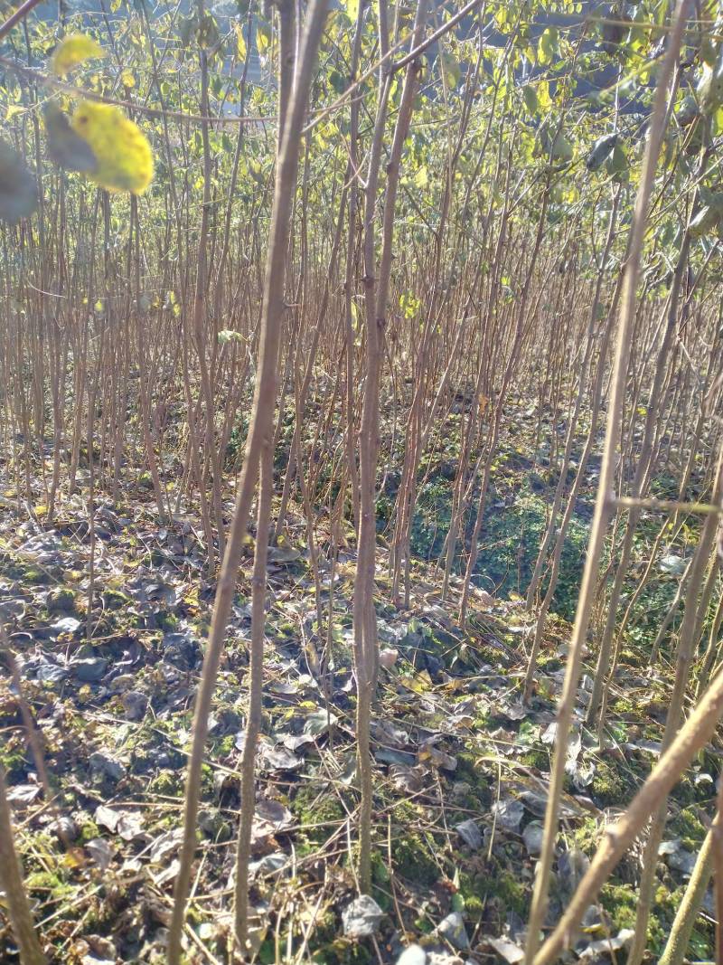 刺槐苗，一年生刺槐苗，基地直供，量大从优，发货快速。