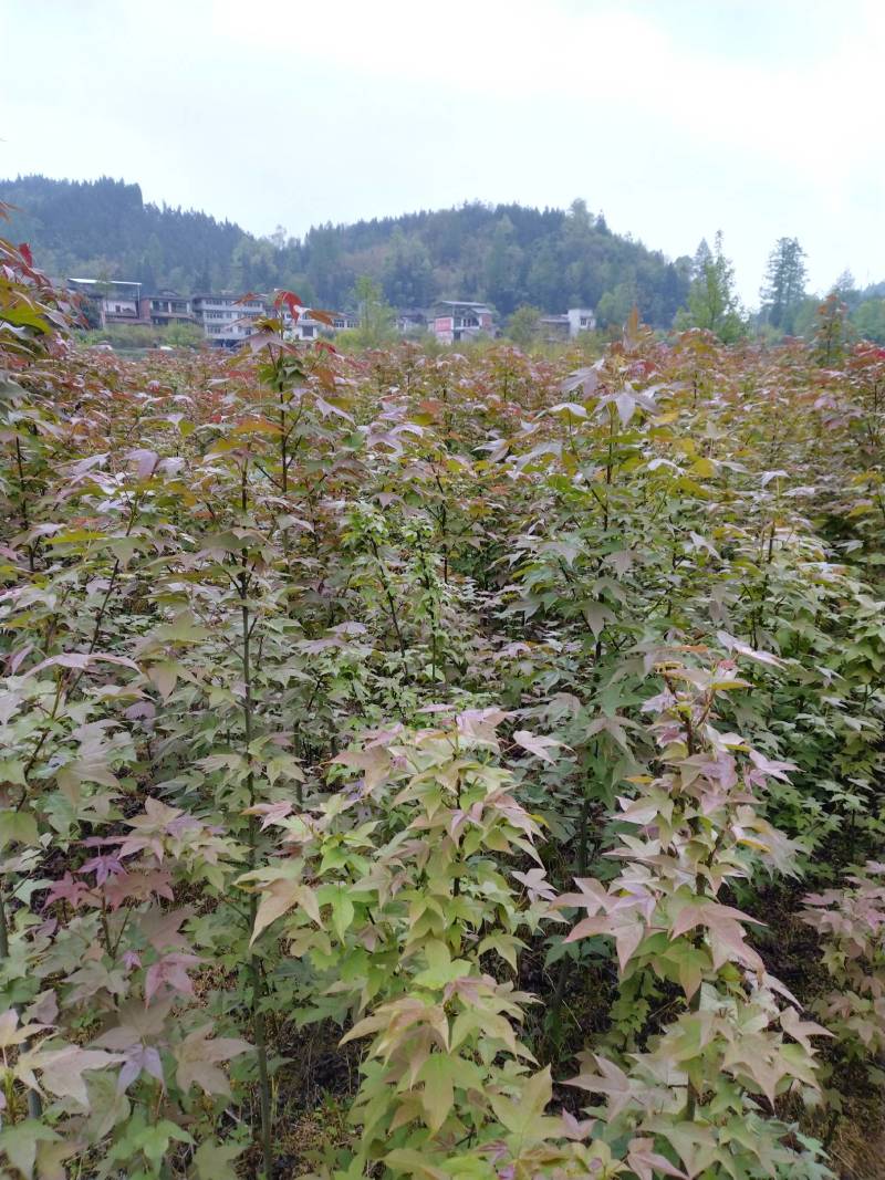 刺槐苗，一年生刺槐苗，基地直供，量大从优，发货快速。