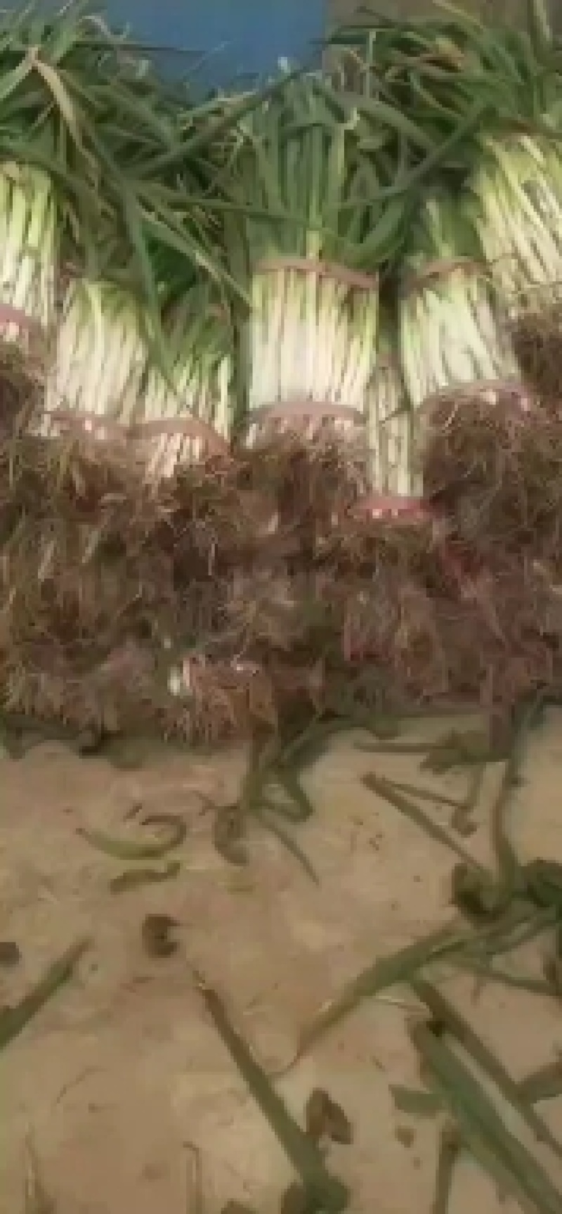 大葱黄葱产地现挖，要的联系保质保量，现要现挖葱杆直白子长