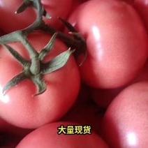 大量优质西红柿大红硬粉产地直发