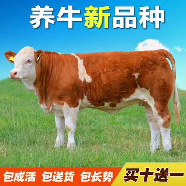 育肥牛犊西门塔尔牛手续齐全免费送货买十送一