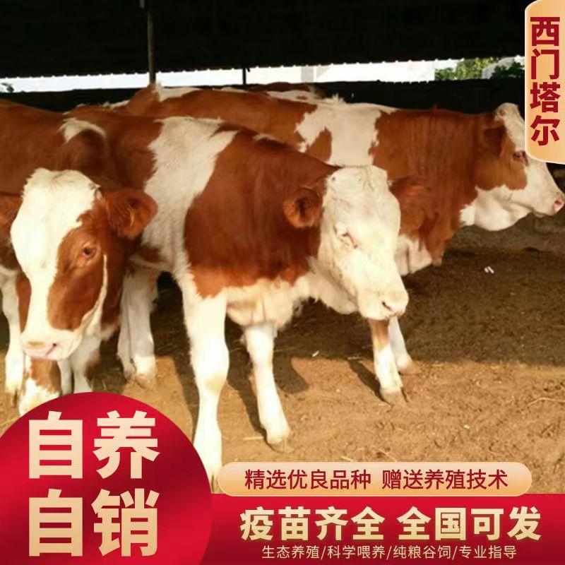 育肥牛犊西门塔尔牛手续齐全免费送货买十送一