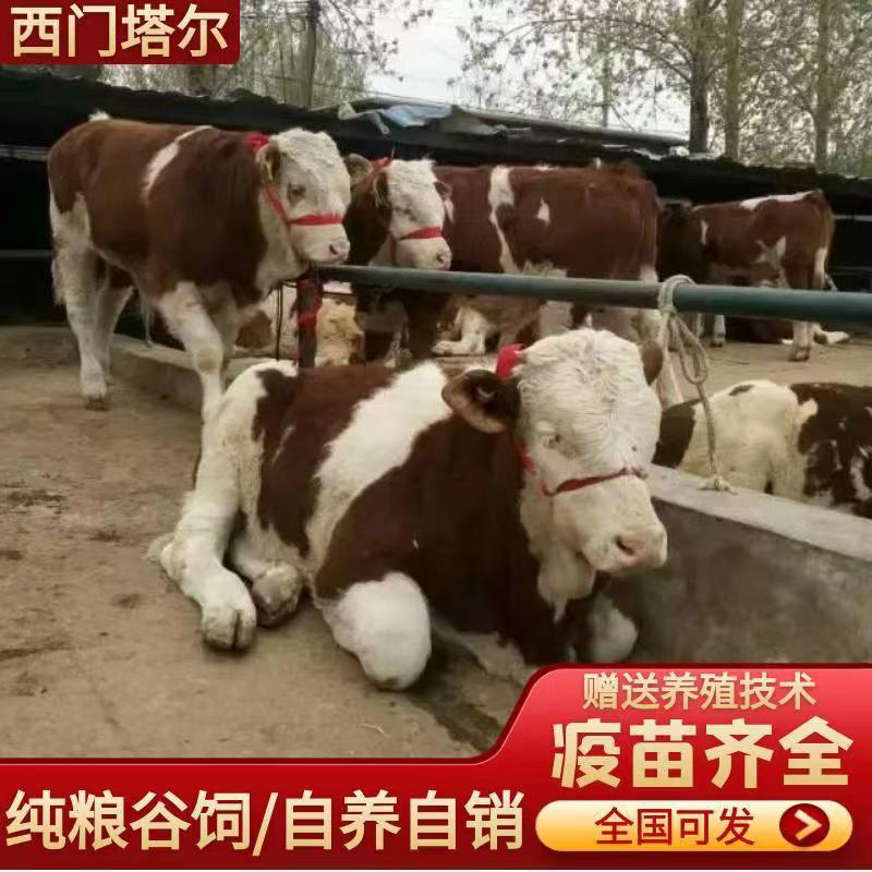 育肥牛犊西门塔尔牛手续齐全免费送货买十送一