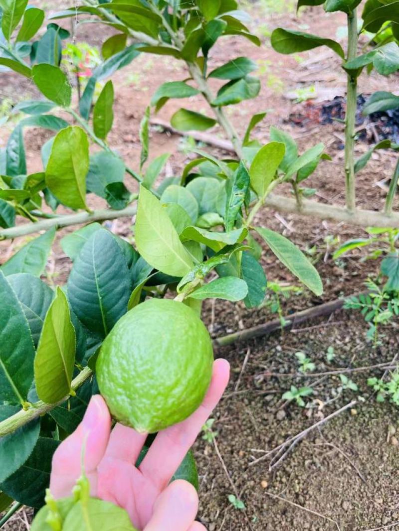 广东香水柠檬、大量请提前预订、对接奶茶店批发商大量出货
