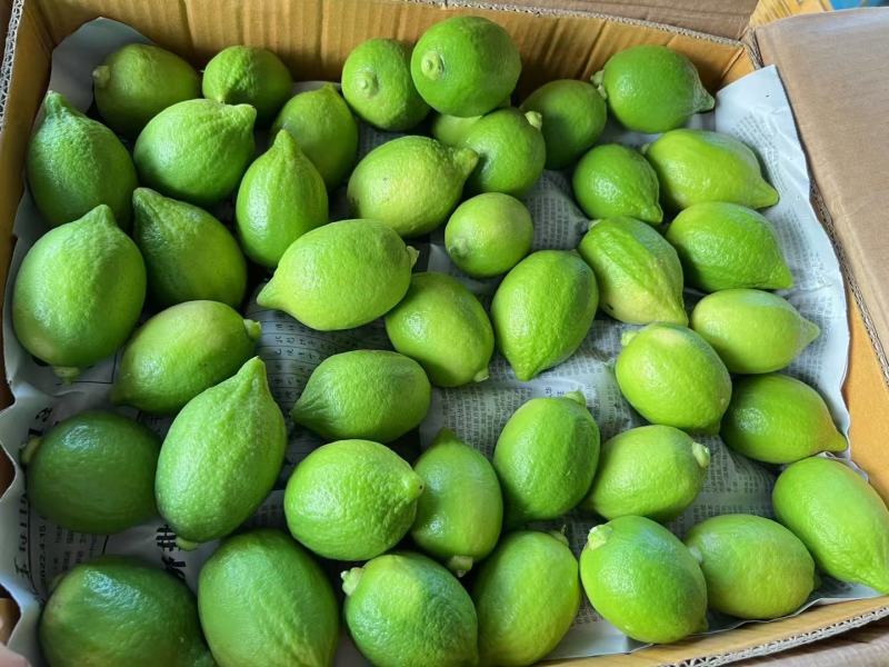 广东香水柠檬、大量请提前预订、对接奶茶店批发商大量出货