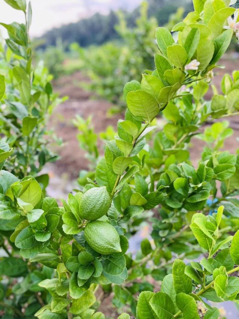 广东香水柠檬、大量请提前预订、对接奶茶店批发商大量出货