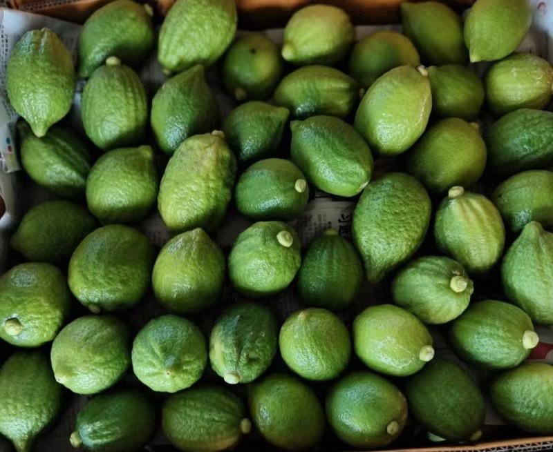广东香水柠檬、大量请提前预订、对接奶茶店批发商大量出货