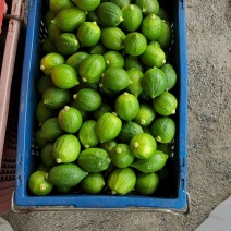 广东香水柠檬、大量请提前预订、对接奶茶店批发商大量出货