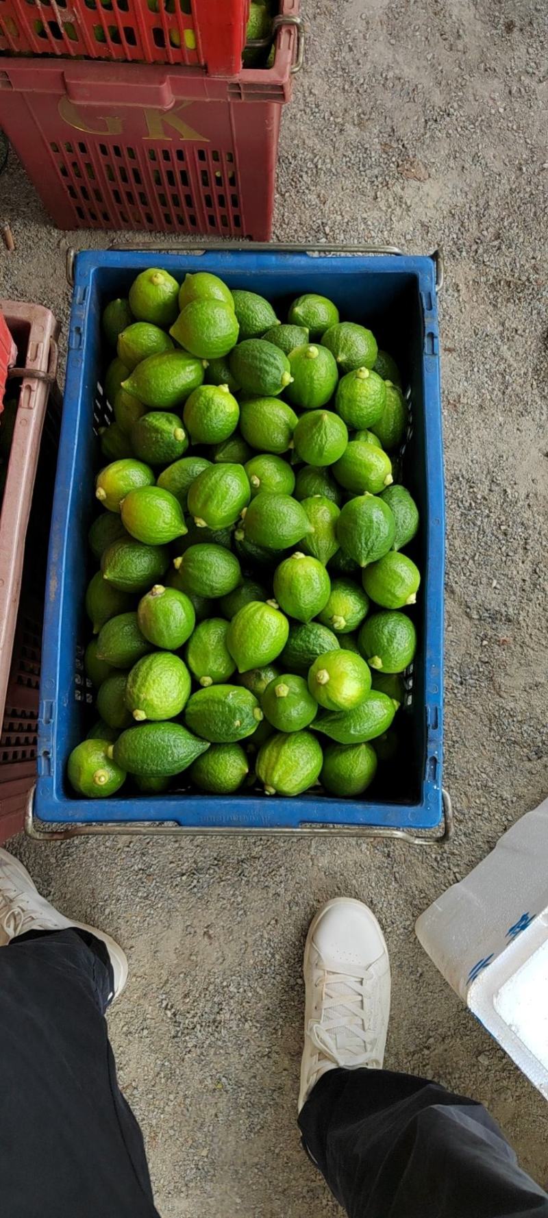 广东香水柠檬、大量请提前预订、对接奶茶店批发商大量出货