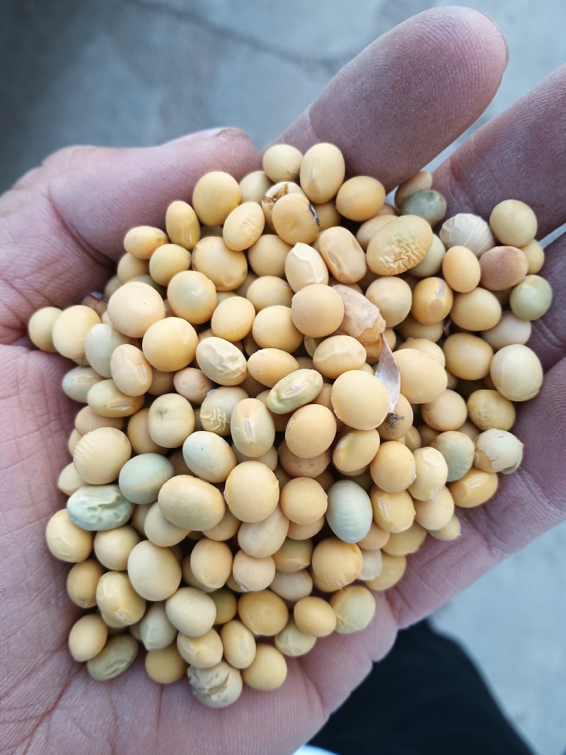 黄豆内蒙赤峰黄豆。大豆，蛋白高，货干净，非转基因
