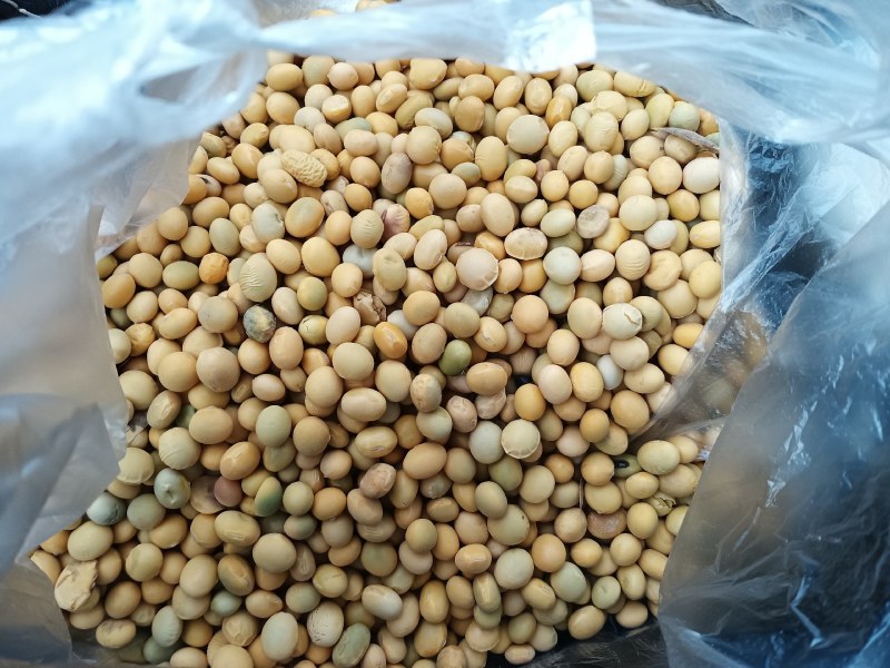 黄豆内蒙赤峰黄豆。大豆，蛋白高，货干净，非转基因