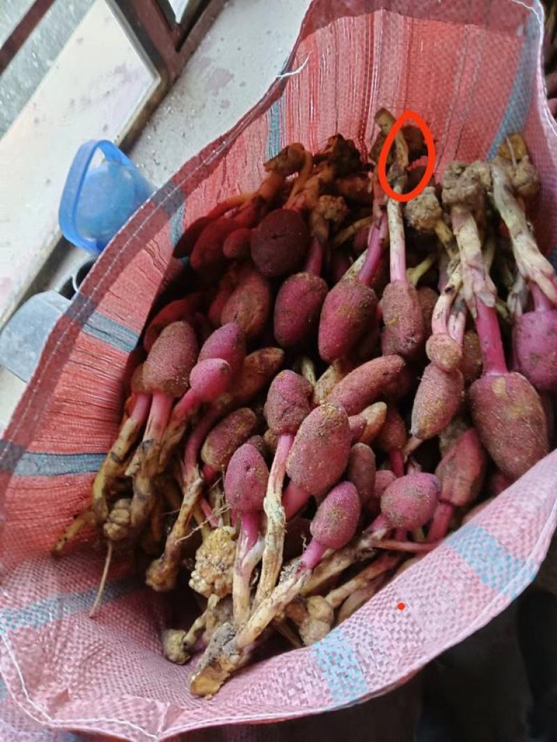 回春草大量出货