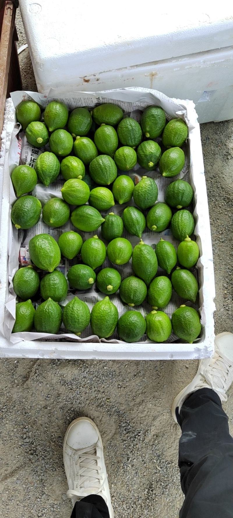 广东香水柠檬、大量请提前预订、对接奶茶店批发商大量出货