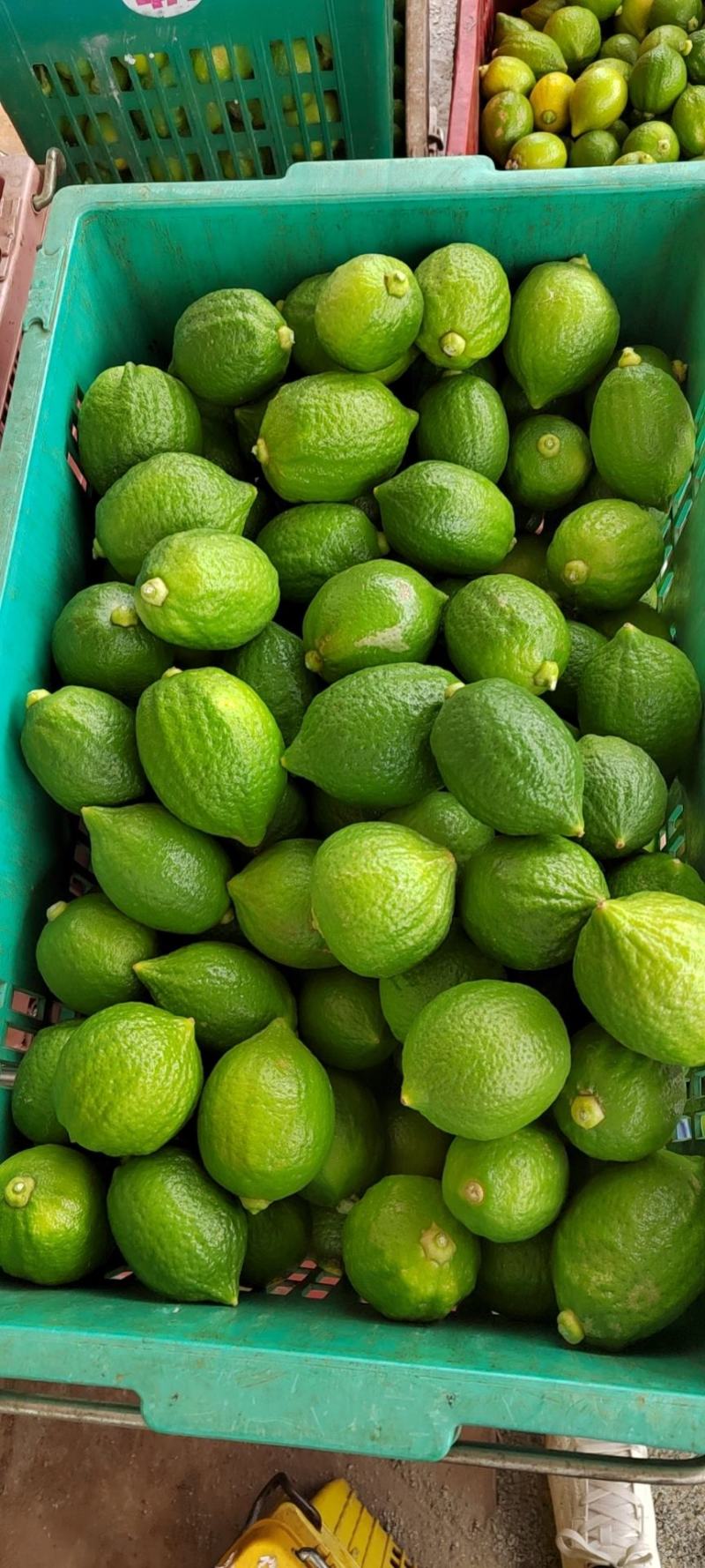 广东香水柠檬、大量请提前预订、对接奶茶店批发商大量出货