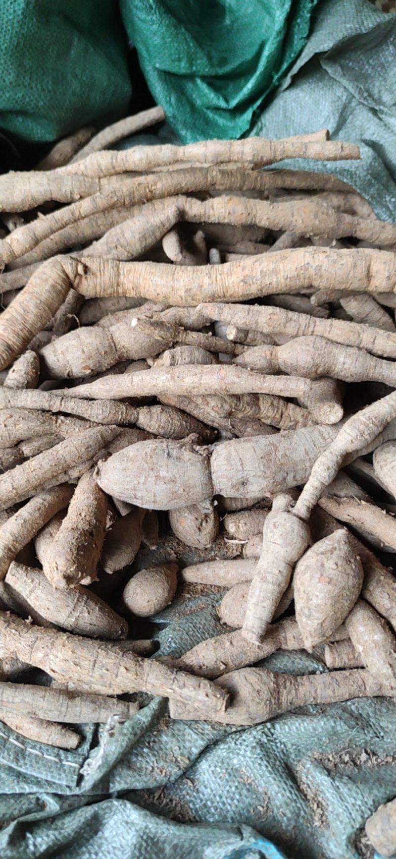 纯野生牛大力野生黄牛鲜牛新鲜现挖干货砍片干个