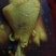 盐焗鸡腿一手货源，量大从优，可视频看货，欢迎电话联系