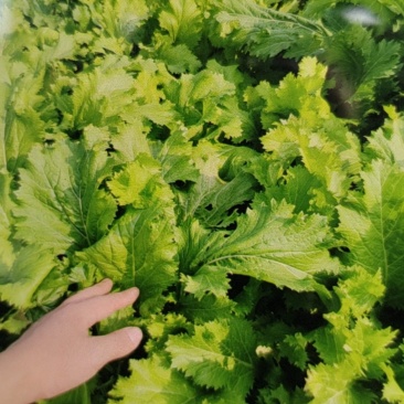 蔬菜