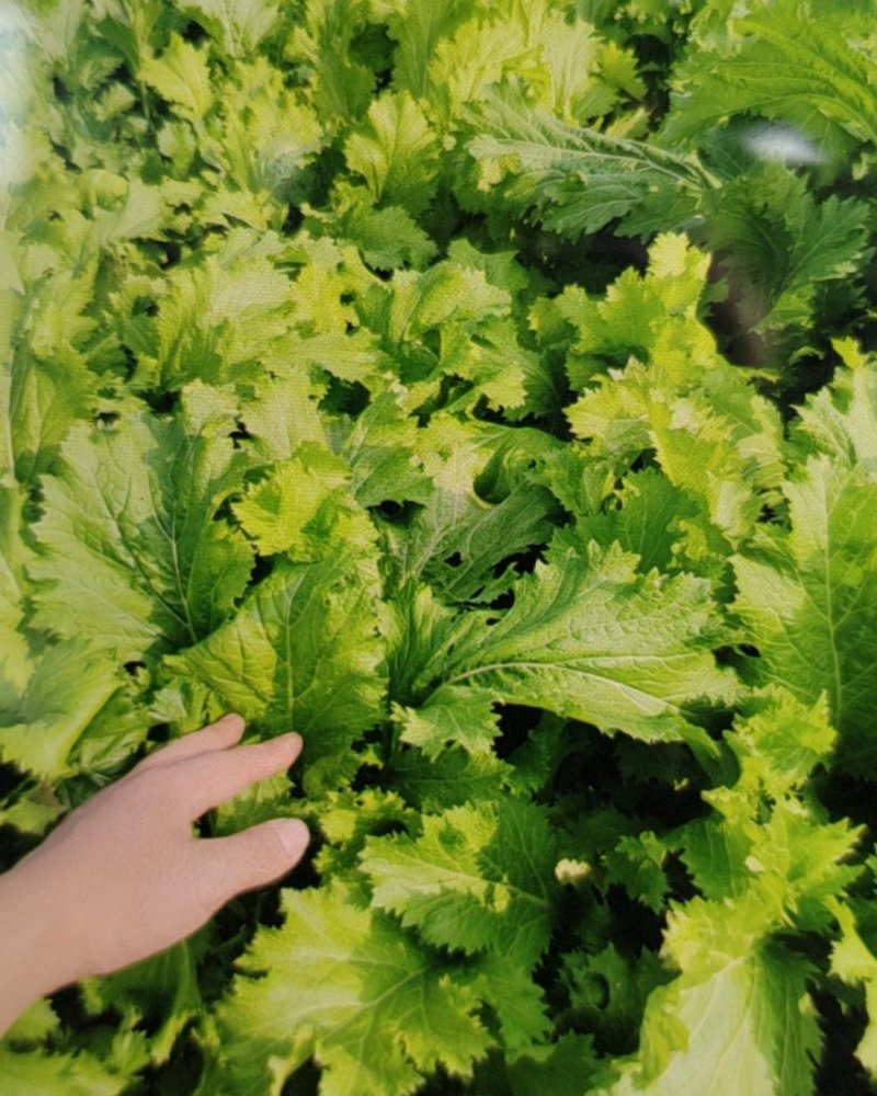 蔬菜