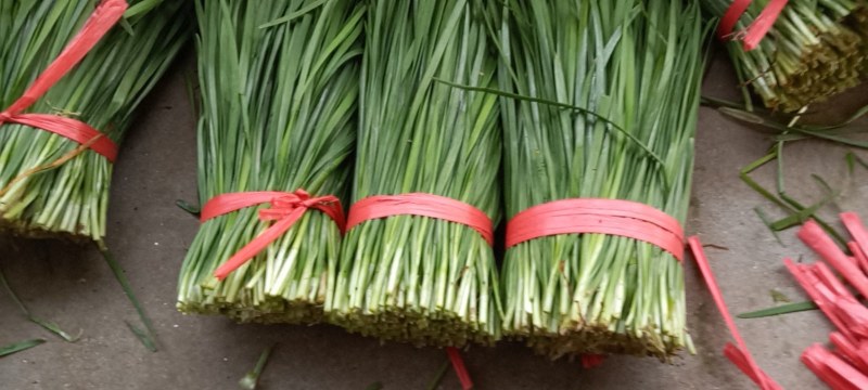大叶韭菜】湛江徐闻黑红沙土种植常年供应质量保证欢迎来采购