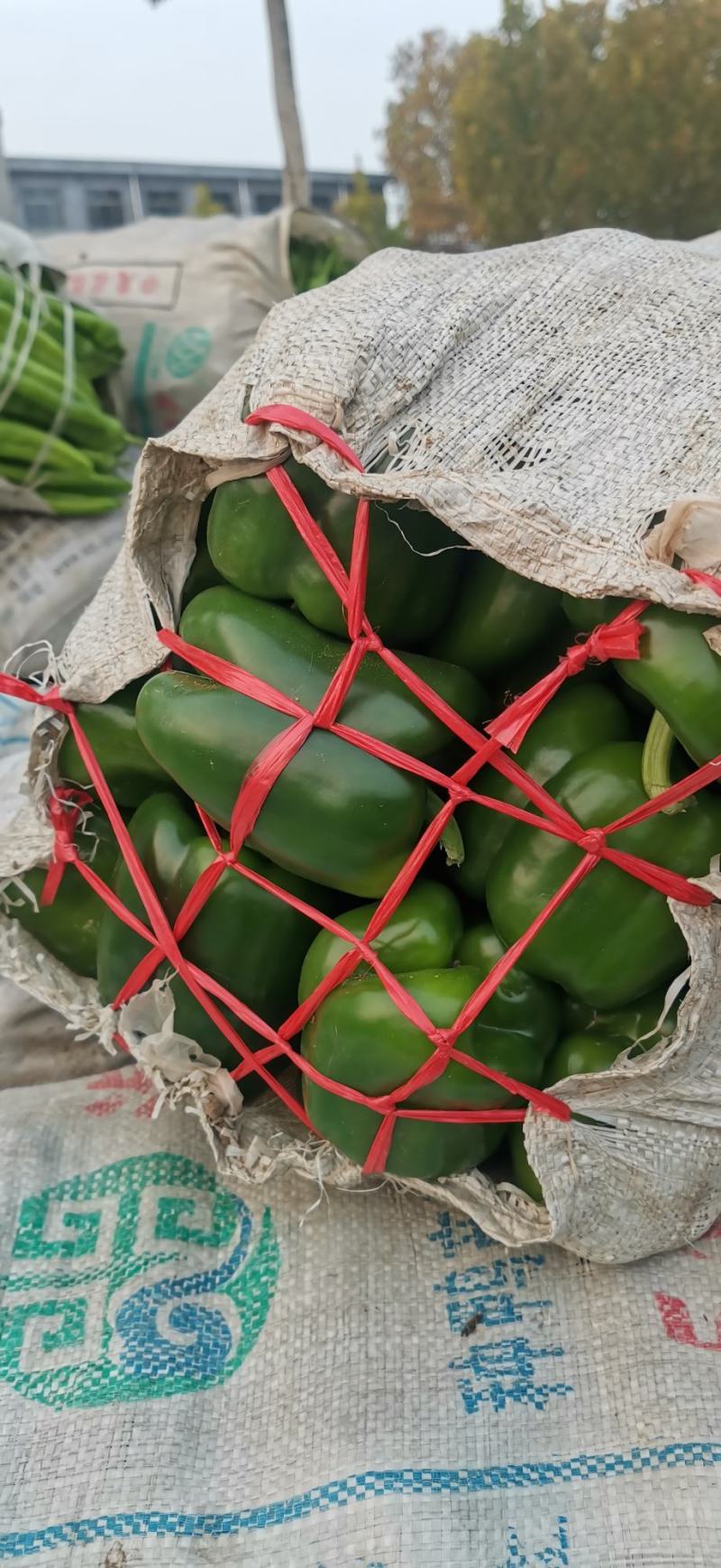 代办代发蔬菜茄子尖椒圆椒陇椒线椒扁豆菜花品种多量大