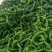 代办代发蔬菜茄子尖椒圆椒陇椒线椒扁豆菜花品种多量大