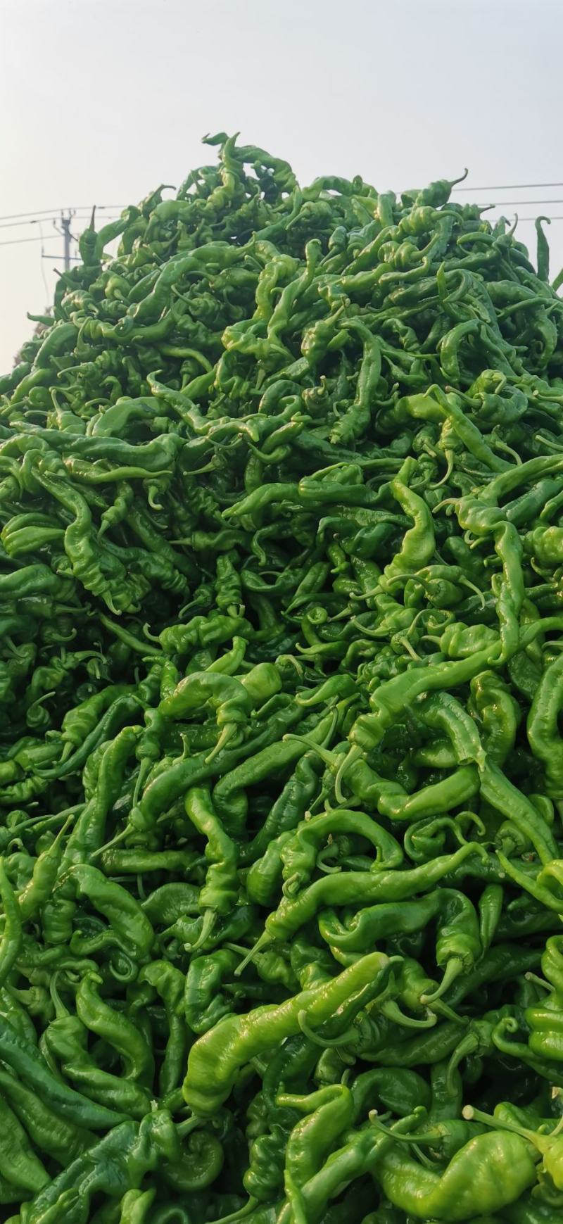 代办代发蔬菜茄子尖椒圆椒陇椒线椒扁豆菜花品种多量大